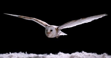 Owls Fly Silently