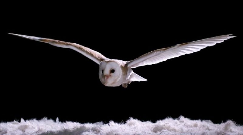 Owls Fly Silently