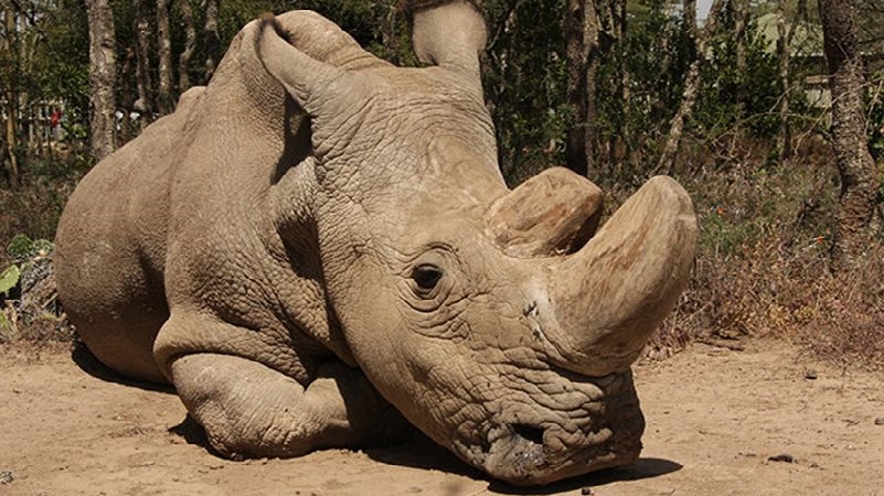 Does Goodbye to the Last Male Northern White Rhinoceros Mean the End of