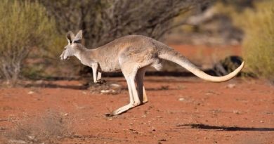 Why do kangaroos hop