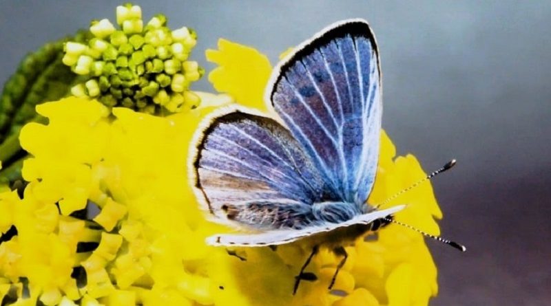 Verdes Blue Butterfly