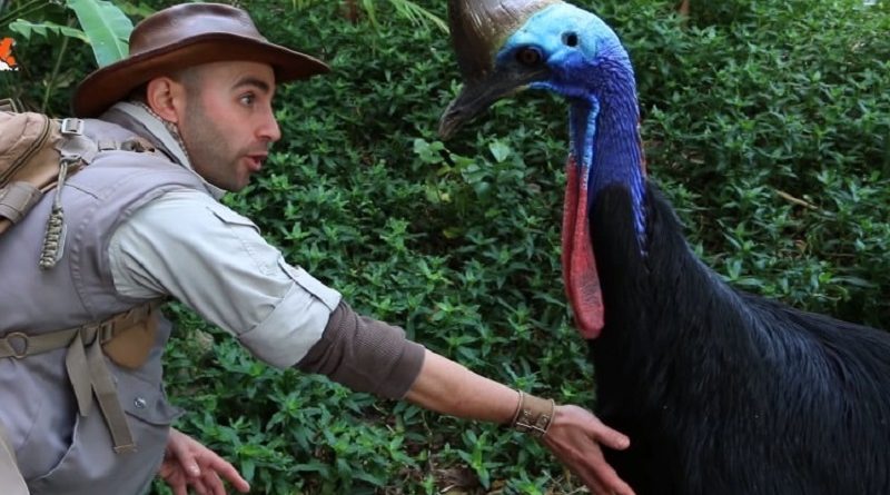 Cassowary Bird