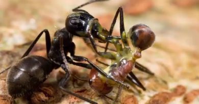 Ants Kill With Toxic Goo