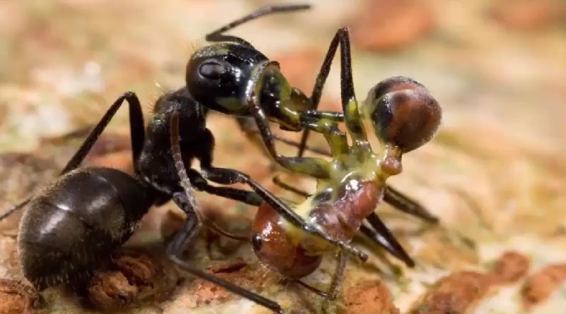 Ants Kill With Toxic Goo