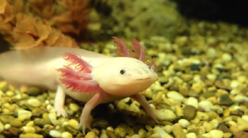 Mexican Salamander