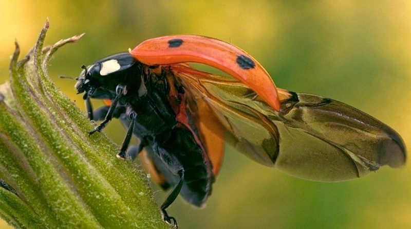 Ladybug Folds Its Giant Wings