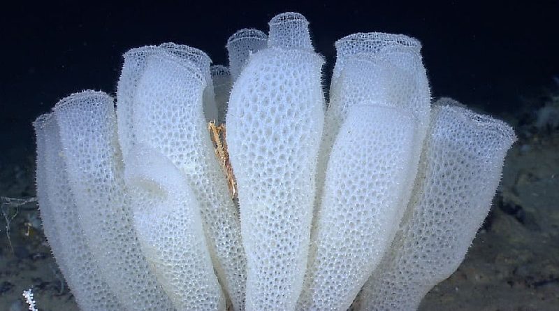 What is a glass sponge