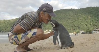 Penguin Swims