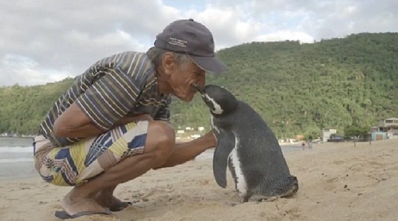 Penguin Swims