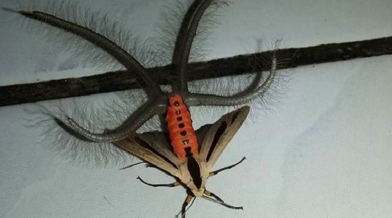 moth with hairy