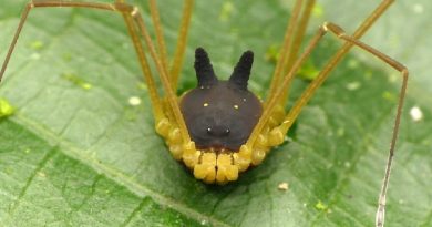 Bunny Harvestman