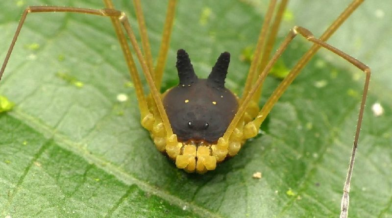 Bunny Harvestman