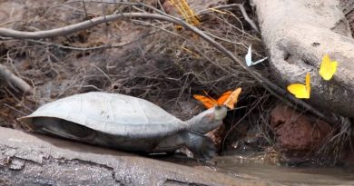 Butterflies Drinking Turtle