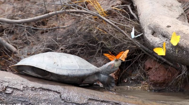 Butterflies Drinking Turtle