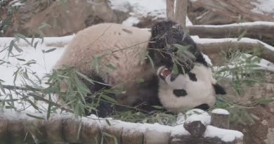 Giant Panda Playing In Snow