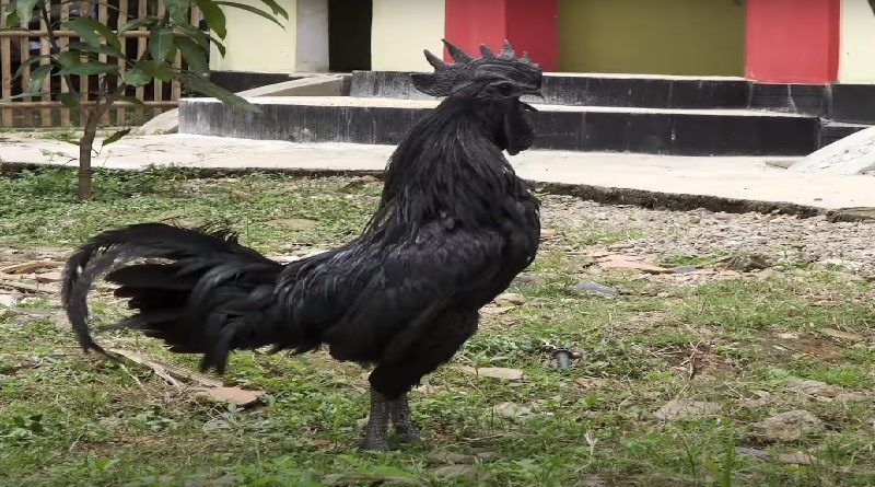 Chicken Breed Entirely Black