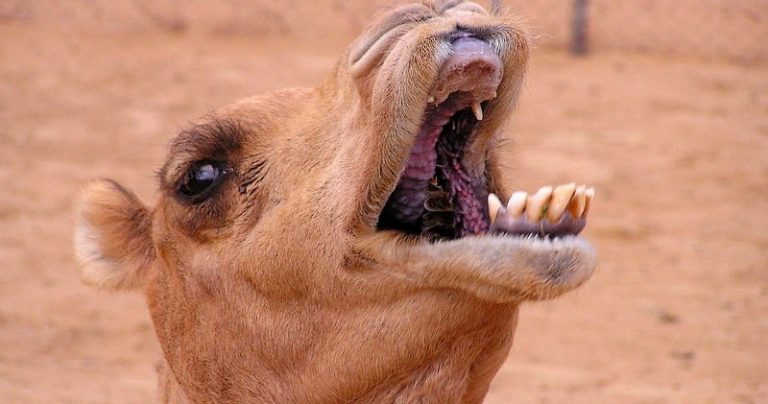 Camel Eating Cactus-How Camels Are Capable Of Eating Long-Needled Cactus?