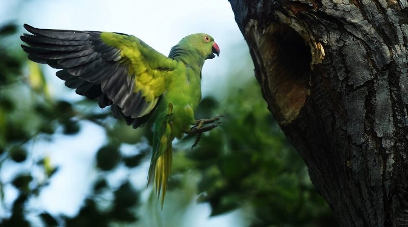 Opium Parrots In India