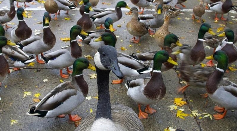 Ducks In Colorado Dying