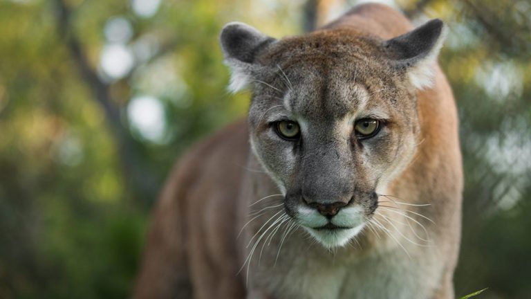 Two Endangered Florida Panthers Found Dead Just Days Apart, Wildlife ...