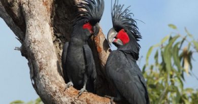 Ringo Starr cockatoo