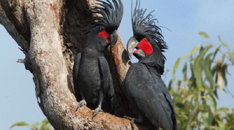 Ringo Starr cockatoo