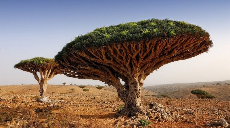 unique blood tree