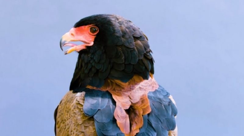 The Bateleur Eagle