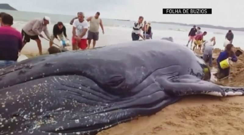 Rescue Whale In Brazil