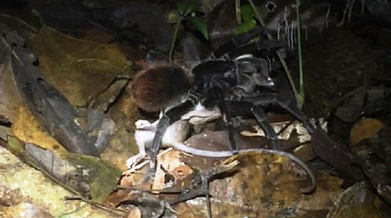 Tarantula Preying On An Opossum