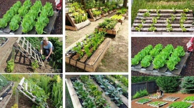 DIY Gardening Ideas Pallets