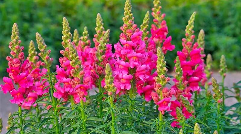 Snapdragon Hardy Annuals