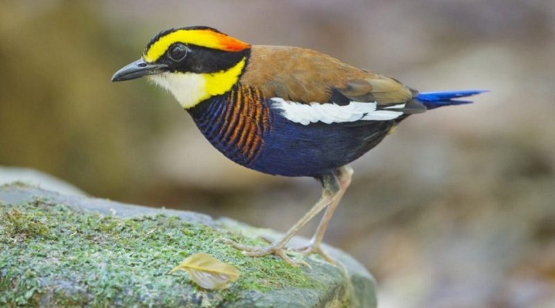 Malayan Banded Pitta