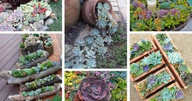 DIY Crafts Ideas With Succulents