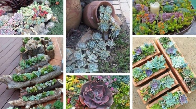 DIY Crafts Ideas With Succulents