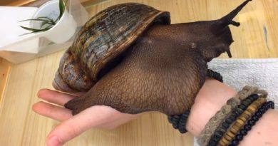 the biggest snail Archachatina Marginata