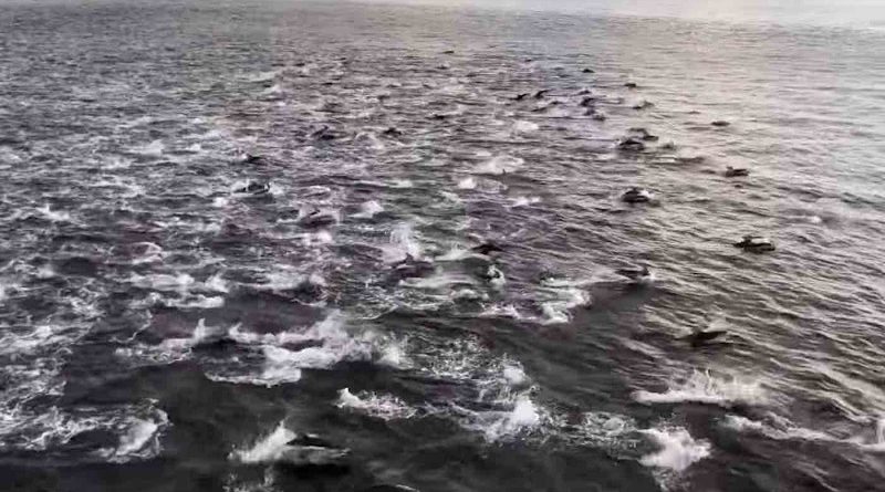 Frolicking Dolphins