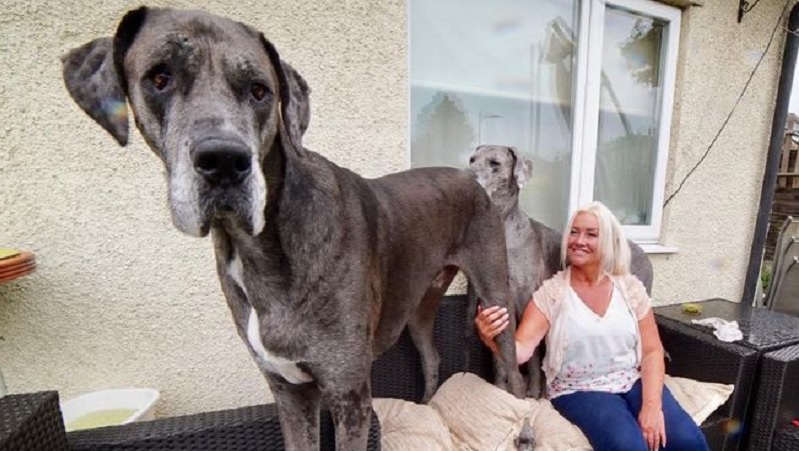 Freddy the Great Dane Is 7 Feet Tall and the Biggest Dog in the World ...