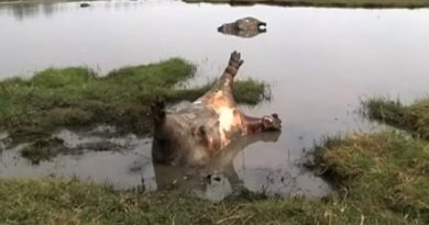 Killed Hippos