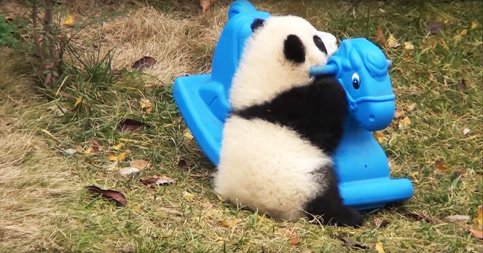 Fluffy Baby Panda Tests Out His New Toy, But Watch For His Reaction At ...