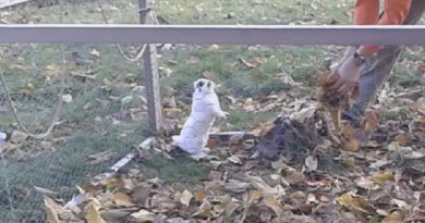 Fluffy Rescue Bunny