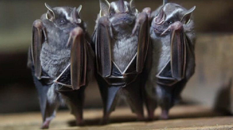 Seen Bats Upside