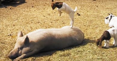 Playful Goat