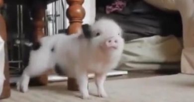 When You See What This Piglet Is Doing, You Are Going To Be Amazed!(VIDEO)