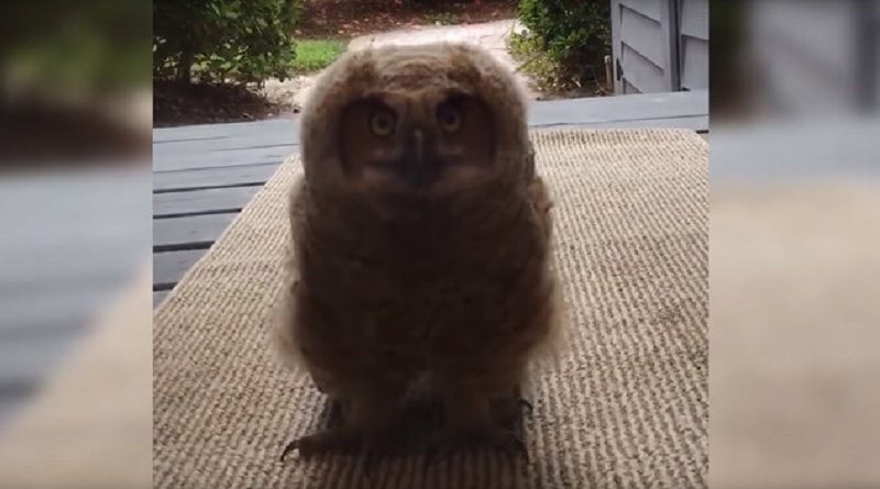 owl walks