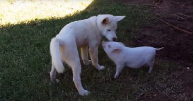 Husky Pups Playing