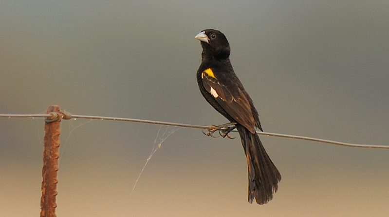 winged widowbird