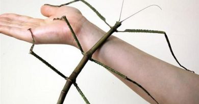 World's Longest Insect