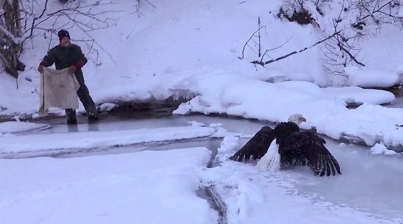 Iced Eagle Rescue