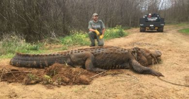 This Monstrous 700lb Alligator Was Rеcеntly Found In Gеorgia